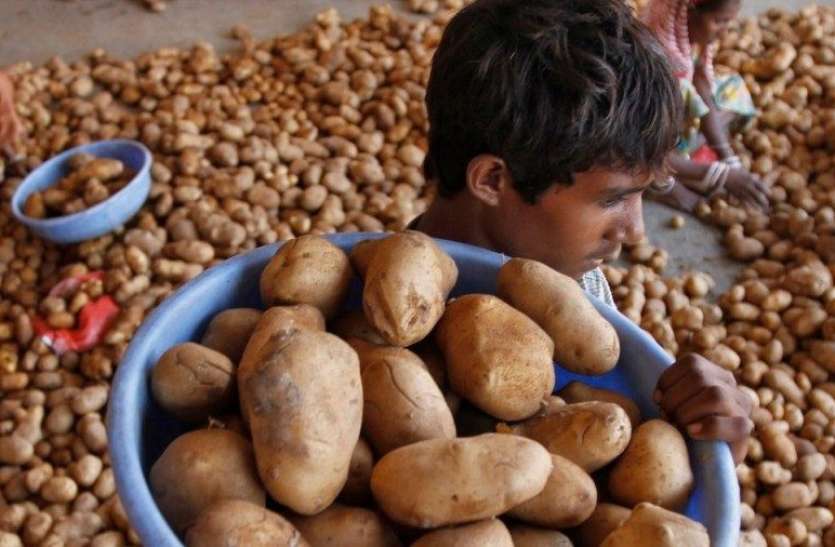 Potato Prices Rise Due To These Seven Reasons, Prices May Fall Soon - इन  सात कारणों से आलू हुआ महंगा, जल्द गिर सकते हैं दाम | Patrika News