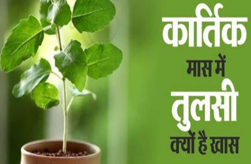 Significance Of Tulsi Puja In Kartik Maas Importance Of Tulsi