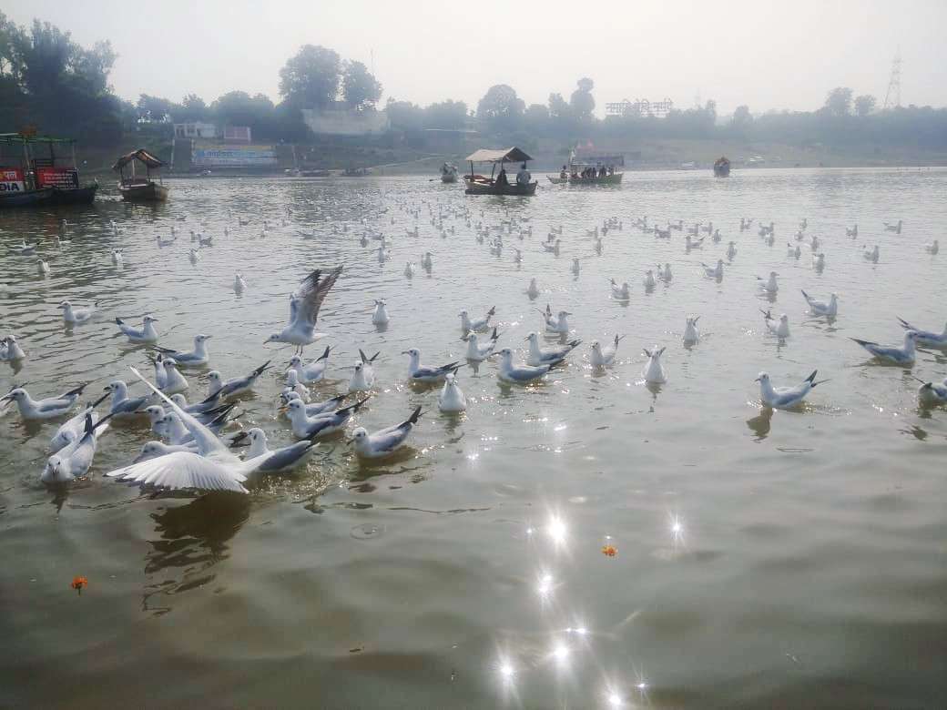birds_02.jpg