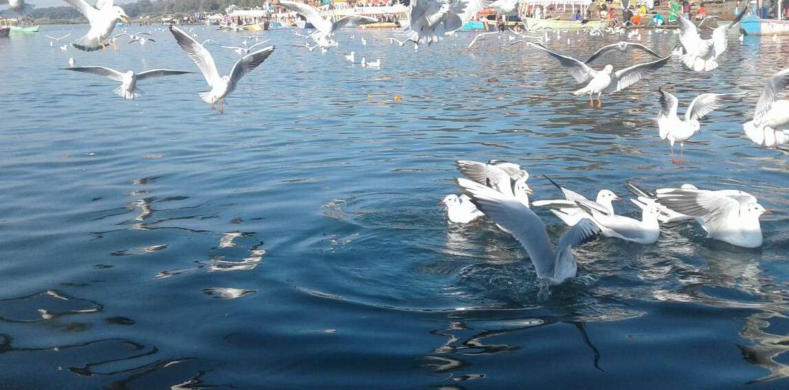 birds_03.jpg