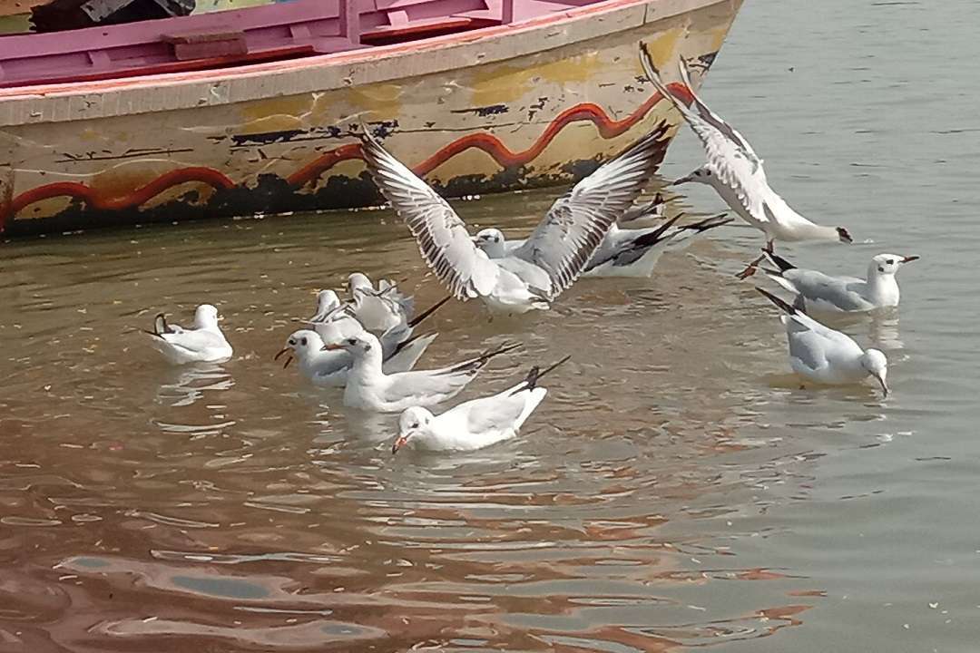 Siberian Birds in Narmada
