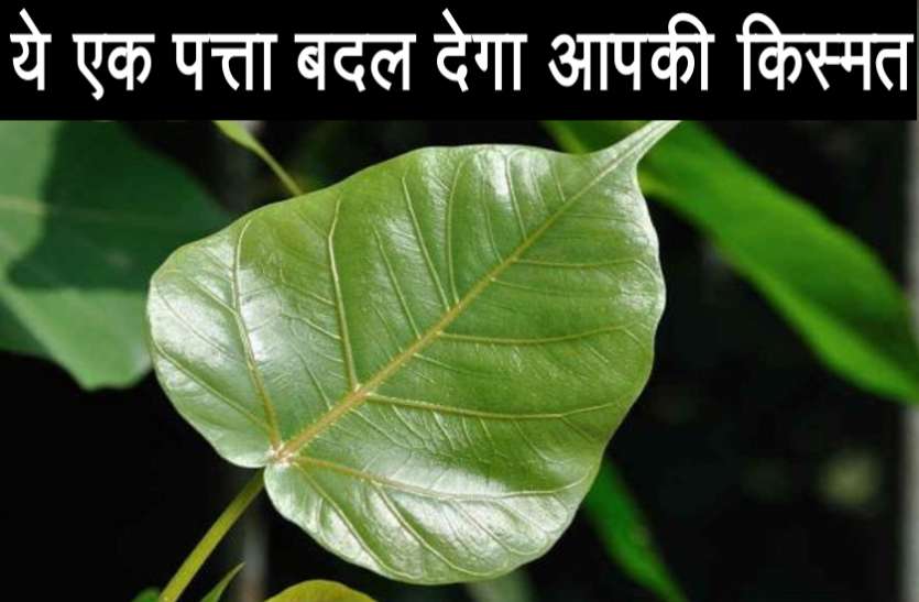 pipal.jpg ये एक पत्ता बदल देगा आपकी किस्मत, शनिवार को करें ये उपाय