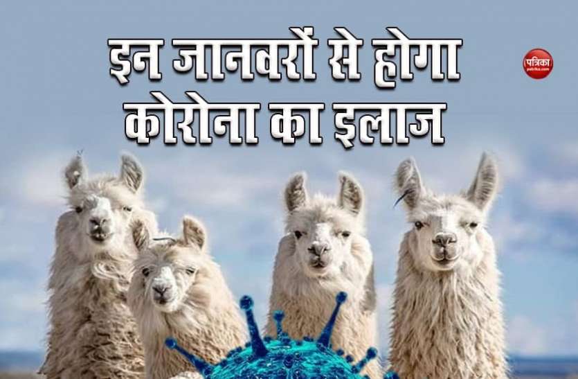 animals treated corona वैज्ञानिकों ने खोज निकाली कोरोना की दवा, इन जानवरों के एंटीबॉडीज से मिलेगी बड़ी राहत, दिखी उम्मीद