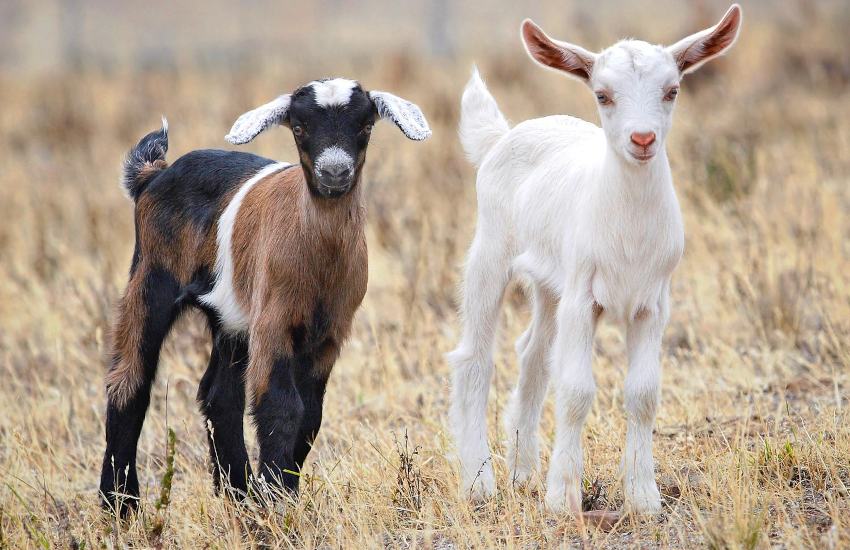 goat