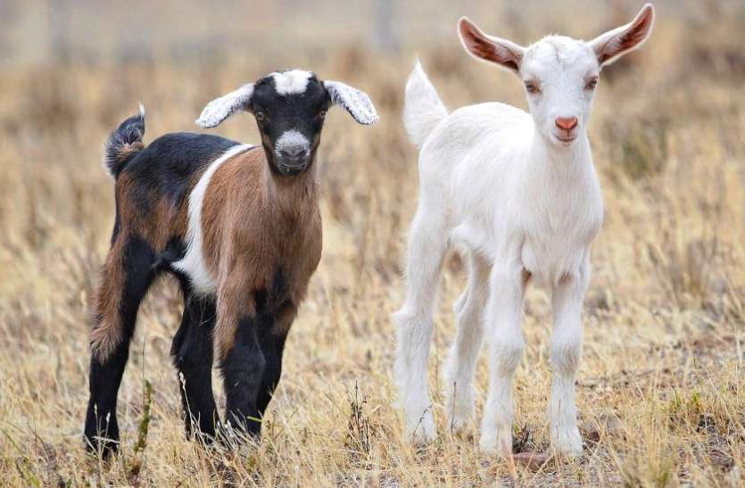 goat_theft_in_chennai.jpg फिल्म बनाने के लिए नहीं था पैसा तो बकरी चुराना शुरू किया, ऐसे पकड़े गए