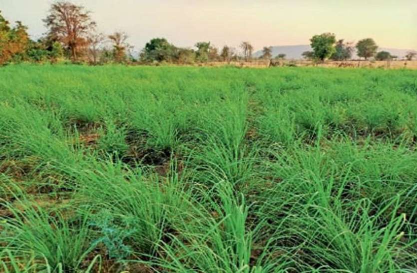 औषधीयगुणों से भरपूर है लेमन ग्रास औषधीयगुणों से भरपूर है लेमन ग्रास