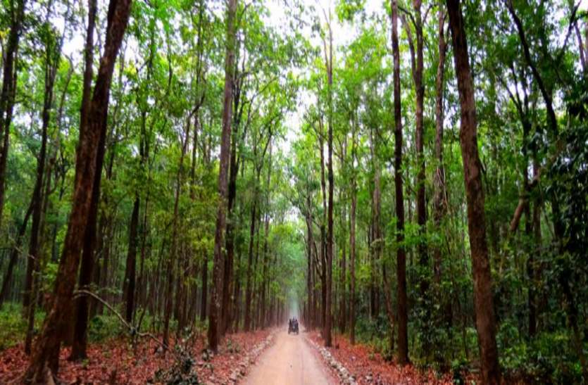 दुर्लभ और छोटी जंगली बिल्लियों को चाहिए अधिक संरक्षित क्षेत्र दुर्लभ और छोटी जंगली बिल्लियों को चाहिए अधिक संरक्षित क्षेत्र