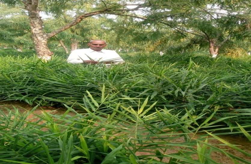 Dharmdev Yadav Farmer Learnt Ginger Farming From Israel पुलिस की नौकरी छोड़कर किसान बने, इजराइल से सीखी अदरक की खेती, अब हर माह लाखों कमा रहे