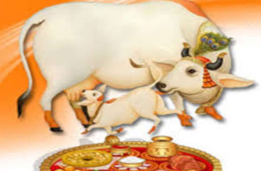 Gauvats Dwadashi Vrat Puja Vidhi Mahatva Gau Vats Dwadashi 2020 गाय की पूजा का दिन, जानें भविष्य पुराण में क्या बताया गया इसका महत्व