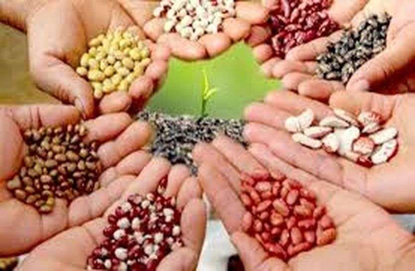 Seed Village Scheme - किसानों को अनुदान पर मिलेगा इस योजना का लाभ Seed Village Scheme - किसानों को अनुदान पर मिलेगा इस योजना का लाभ