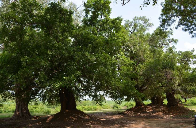 10वीं सदी से इतिहास में दर्ज है बिरूंगा गांव 10वीं सदी से इतिहास में दर्ज है बिरूंगा गांव