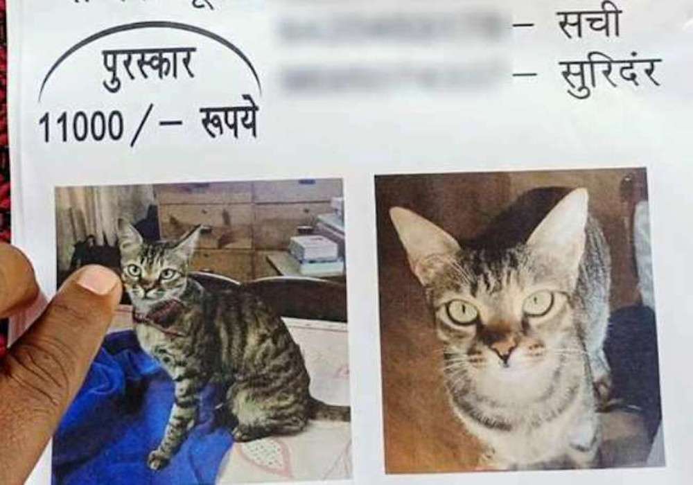 गोरखपुर रेलवे स्टेशन से गायब हुई पूर्व चुनाव आयोग की बिल्ली, पूरे शहर में लगाए पोस्टर, ढूंढने वाले को 11 हजार इनाम