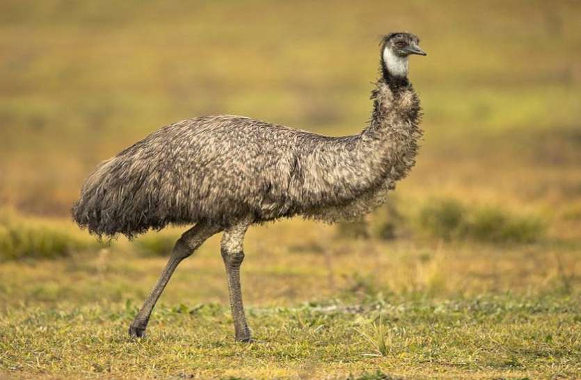 emu_bird_war_in_australia.jpg 88 साल पहले हुई थी पक्षियों और इंसानों के बीच लड़ाई, बुरी तरह से हारे इंसान