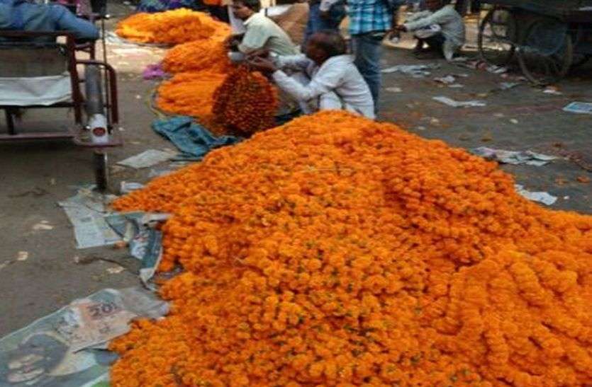 इन हजारे के फूलों की बंपर आवक इन हजारे के फूलों की बंपर आवक