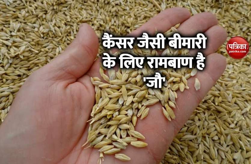 barley benefits मधुमेह और कैंसर जैसी बीमारी के लिए रामबाण हैऔषधिय पौधा 'जौ', इसके सेवन से होगें कई रोग दूर