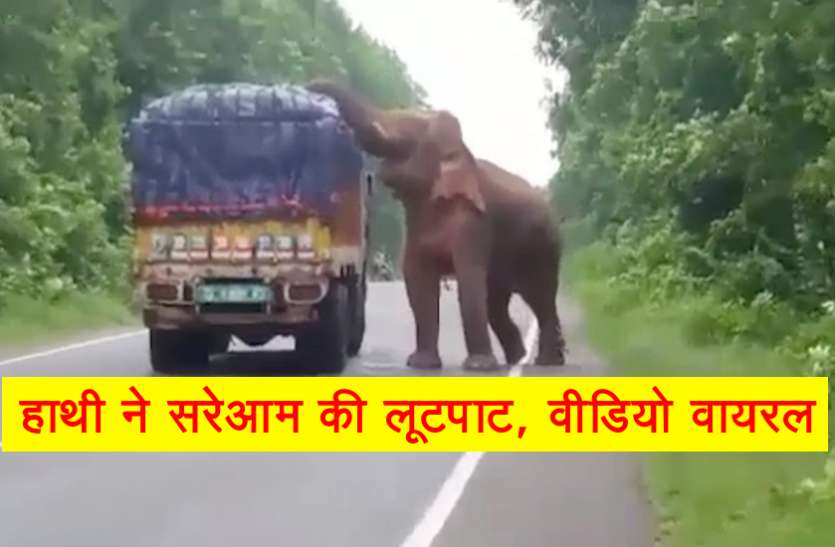 elephant.jpg हाथी ने की हाईवे पर दिन दहाड़े लूटपाट, वीडियो वायरल