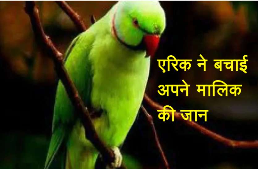 parrot.jpg इस तोते ने बचाई अपने मालिक की जान, सोशल मीडिया पर वायरल हुई ये पूरी घटना