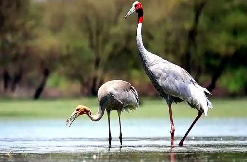 दुनिया के नक्शे पर चमकेगा सूर सरोवर पक्षी विहार, रामसर साइट में शामिल हुआ यूपी का आठवां वेटलैंड दुनिया के नक्शे पर चमकेगा सूर सरोवर पक्षी विहार, रामसर साइट में शामिल हुआ यूपी का आठवां वेटलैंड