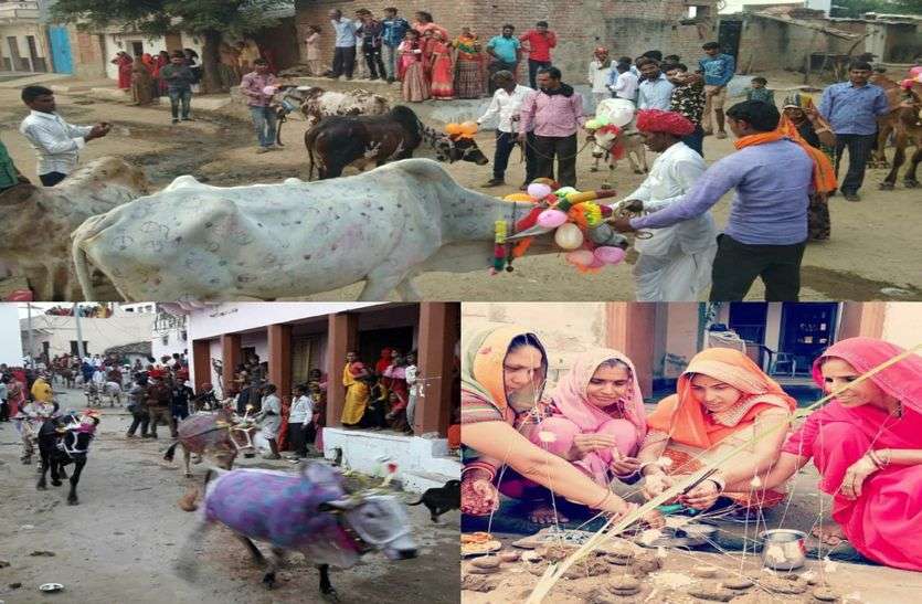 Worship Govardhan, worship bulls and provoke in bhilwara सजधज कर पूजे गोवर्धन, बैलों की पूजा कर भड़काए
