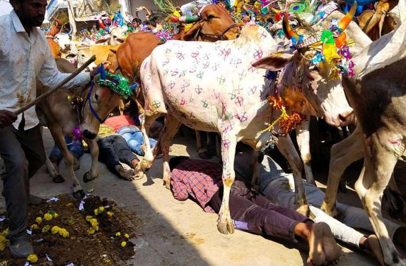युवकों को सैकडों गायें रौदते हुए निकल गई लेकिन मुहं से नहीं निकला उफ..... (देखे वीडियो) युवकों को सैकडों गायें रौदते हुए निकल गई लेकिन मुहं से नहीं निकला उफ..... (देखे वीडियो)