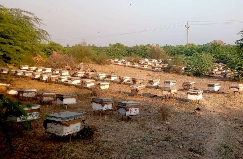 शहद के लिए खेतों में जुटे मधुमक्खी पालन से जुडे व्यवसायी शहद के लिए खेतों में जुटे मधुमक्खी पालन से जुडे व्यवसायी
