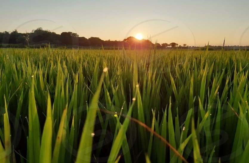 AGRICULTURE--जिले में 50 करोड़ मूल्य फसलों की सीधी खरीद हुई AGRICULTURE--जिले में 50 करोड़ मूल्य फसलों की सीधी खरीद हुई