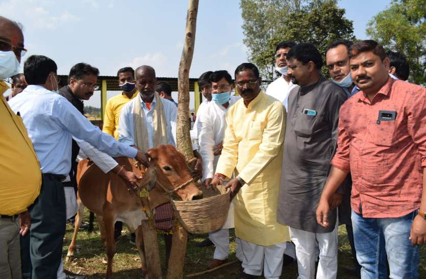 खाद्य मंत्री ने गायों को गुड़-चना खिलाकर की गोवर्धन पूजा, कहा- गोठान बन रहे ग्रामीणों की आजीविका का केंद्र खाद्य मंत्री ने गायों को गुड़-चना खिलाकर की गोवर्धन पूजा, कहा- गोठान बन रहे ग्रामीणों की आजीविका का केंद्र