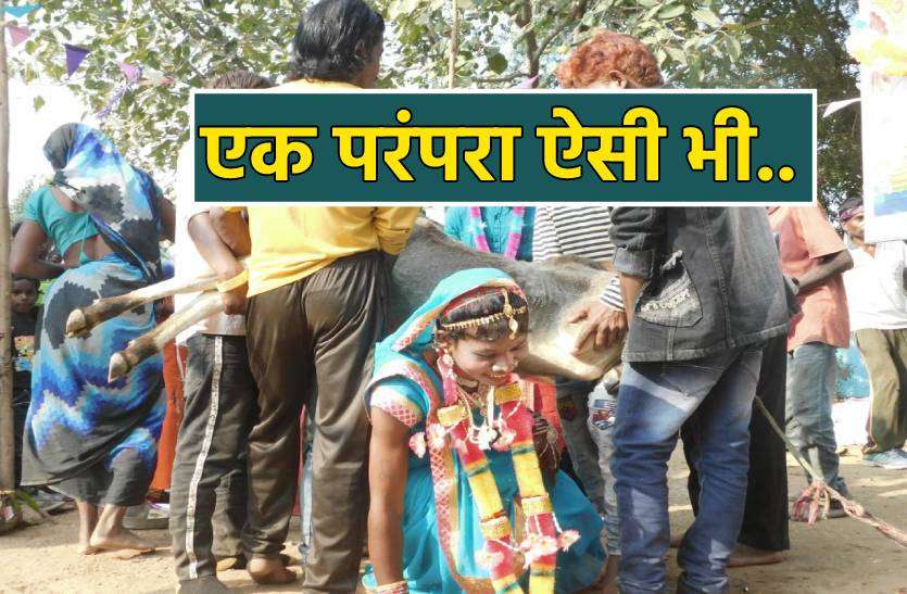parampara.jpg आदिवासी समाज की अजीब परंपरा, मवेशियों के साथ तोड़ते हैं दिनभर का मौनी व्रत