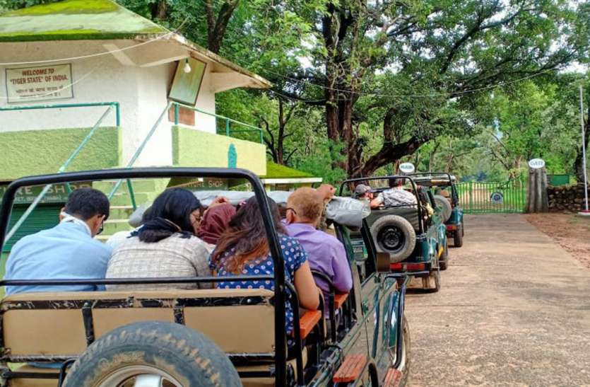 Jungle Safari: Bandhavgarh full of tourists even after the Corona period जंगल सफारी : कोरोनाकाल के बाद भी सैलानियों से भरा बांधवगढ़