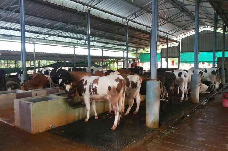 dairy estate in jabalpur, dairy milk production in india
