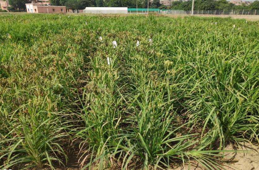 AGRI NEWS---गेहूं-धान की तुलना में मोटा अनाज ज्यादा पौष्टिक AGRI NEWS---गेहूं-धान की तुलना में मोटा अनाज ज्यादा पौष्टिक