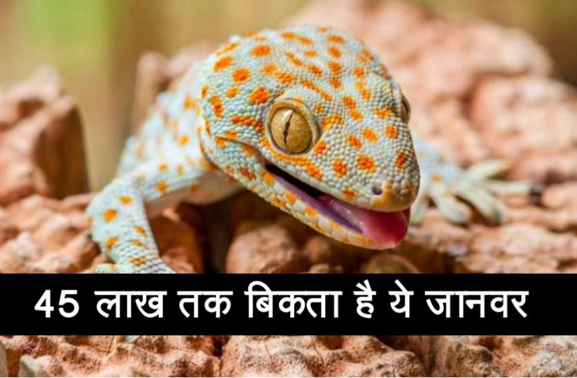 toke_geko.jpg इस शख्स ने एक लुप्त होती प्रजाति को बचाने के लिए ठुकरा दिए 20 लाख