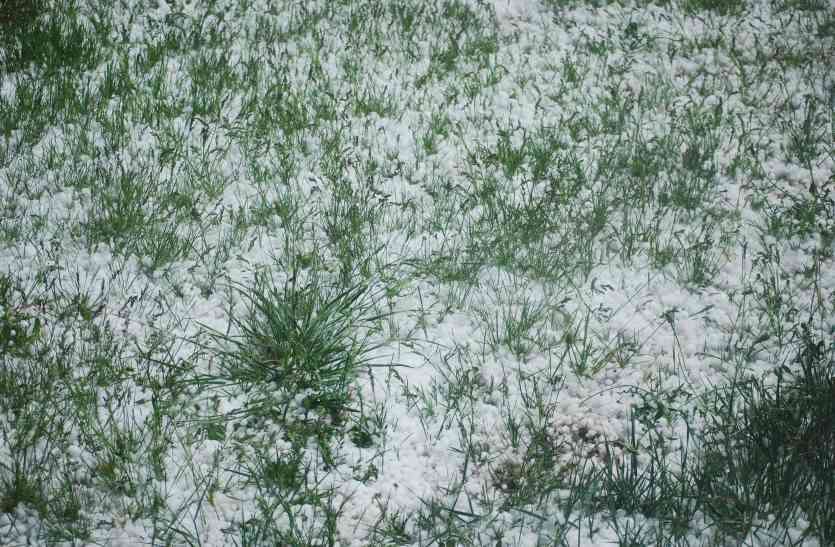 ओलावृष्टि से 30 प्रतिशत फसलें तबाह ओलावृष्टि से 30 प्रतिशत फसलें तबाह