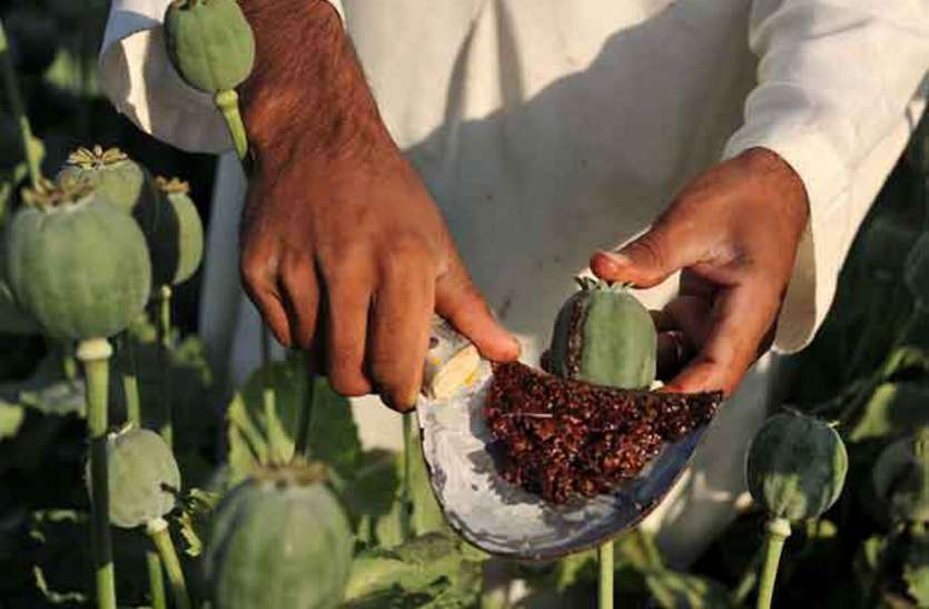 वसूली के बदले मिलना था बतौर कमीशन 25 प्रतिशत अफीम वसूली के बदले मिलना था बतौर कमीशन 25 प्रतिशत अफीम