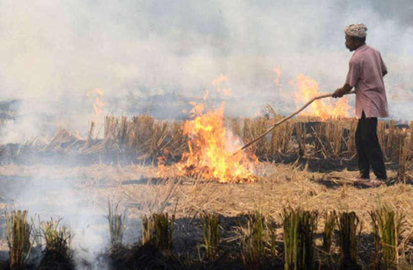 punjab farmers burns Stubble. Punjab: जालंधर के किसानों ने जलाई पराली, कहा-उनके पास कोई विकल्प नहीं