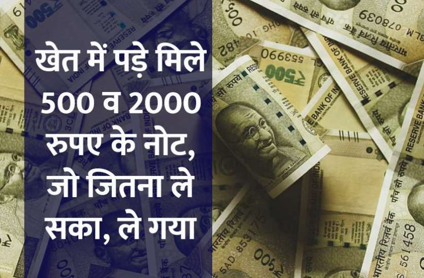 interesting_news_in_hindi.jpg खेत में पड़े मिले 500 और 2000 रुपए के नोट, जिसे जितना चाहिए था, ले गया