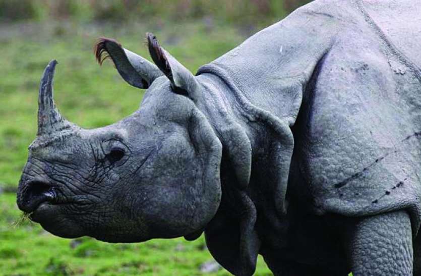 rhino.jpeg 2 वर्षों में देशभर में 32 गैंडों को मारा गया, 10 साल में एक सींग वाले 102 गैंडों का हुआ शिकार