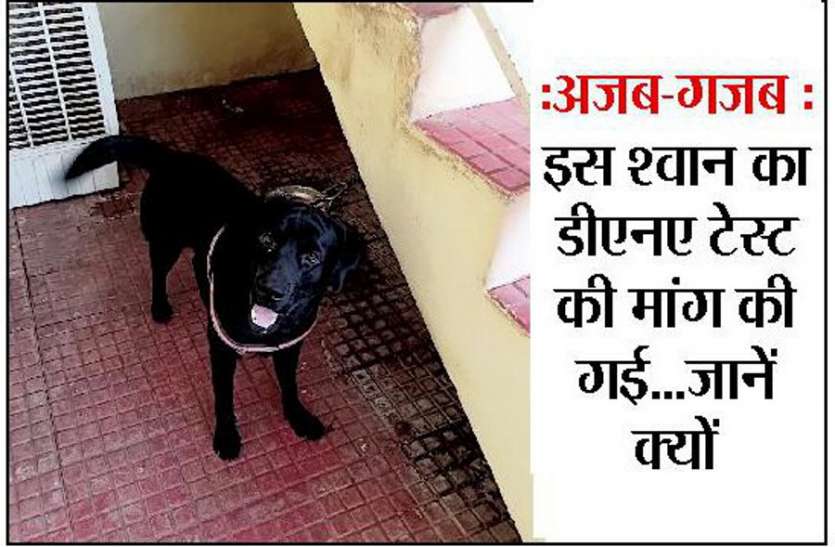 अजब-गजब : इस श्वान का डीएनए टेस्ट की मांग की गई...जानें क्यों अजब-गजब : इस श्वान का डीएनए टेस्ट की मांग की गई...जानें क्यों
