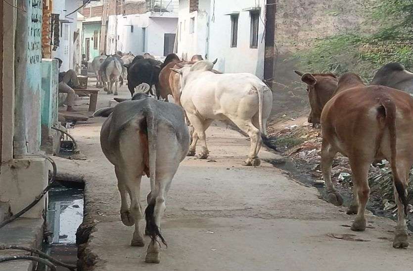 Millions spent in the name of stray animals, yet the lives of people are in danger आवारा जानवरों पर नियंत्रण के नाम पर लाखों खर्च,फिर भी लोगों की जान पर मंडरा रहा खतरा
