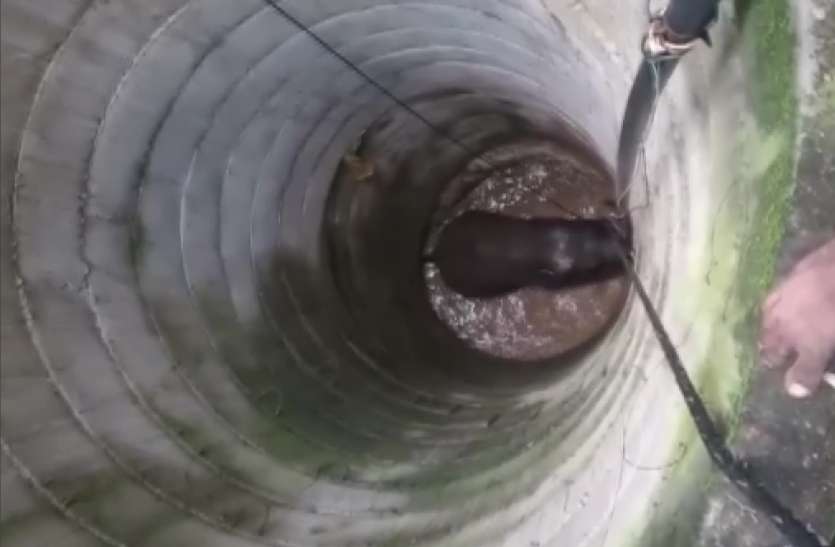 Elephant falls into well rescued after 14-hour operation in Tamilnadu Tamilnadu: कुएं में गिरे हाथी के बच्चे को सकुशल निकाला, 16 घंटे तक चला रेस्क्यू मिशन
