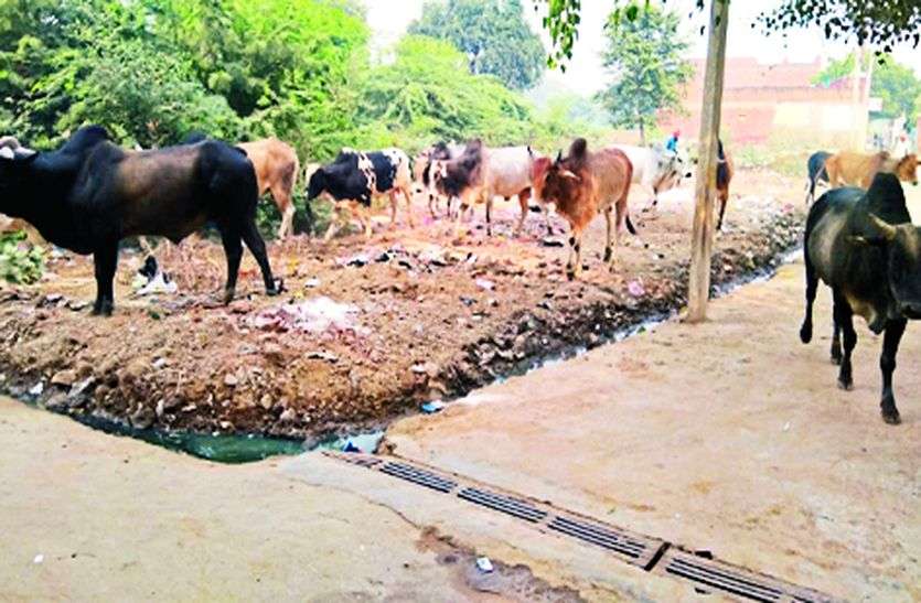 आवारा जानवरों पर अंकुश के नाम पर लाखों खर्च आवारा जानवरों पर अंकुश के नाम पर लाखों खर्च