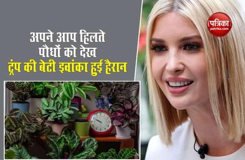 Leaves Of Calathea Plants Rise And Fall अपने आप हिलते पौधों को देख ट्रंप की बेटी हुई दंग, तेजी से वायरल हुआ Video