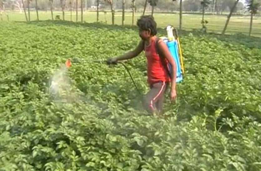 azamgarh news अगर बारिश के बाद आलू में लग रहा है झुलसा रोग तो किसान तत्काल करें यह उपाय