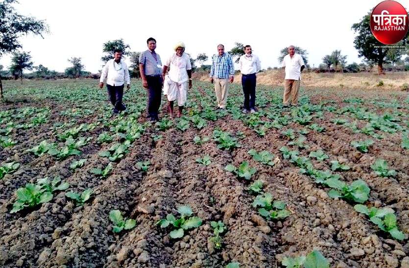 रबी फसल बुवाई में आई तेजी, खेतों में पसीना बहा रहे किसान रबी फसल बुवाई में आई तेजी, खेतों में पसीना बहा रहे किसान
