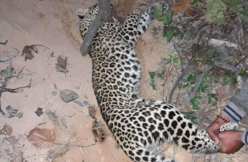 Leopard in Singrauli forest, sent Sanjay Tiger Reserve for treatment सिंगरौली जंगल में तेंदुआ, अफसरों के उड़े होश
