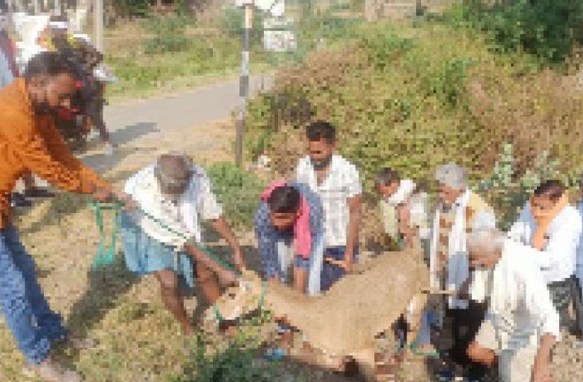 14 घंटे बाद ली घायल नीलगाय की सुध 14 घंटे बाद ली घायल नीलगाय की सुध