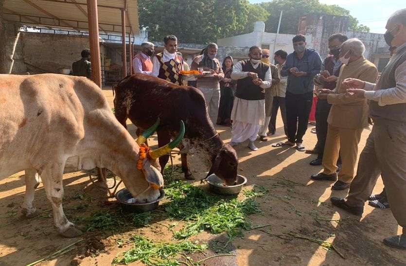 Gopasthmi festival celebrated by worshiping cows as lapsi in bhilwara गायों को लापसी खिला, पूजा कर मनाया गोपाष्टमी पर्व