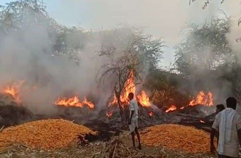 Five bigha maize crop burnt and destroyed in bhilwara पांच बीघा मक्का की फसल जलकर नष्ट