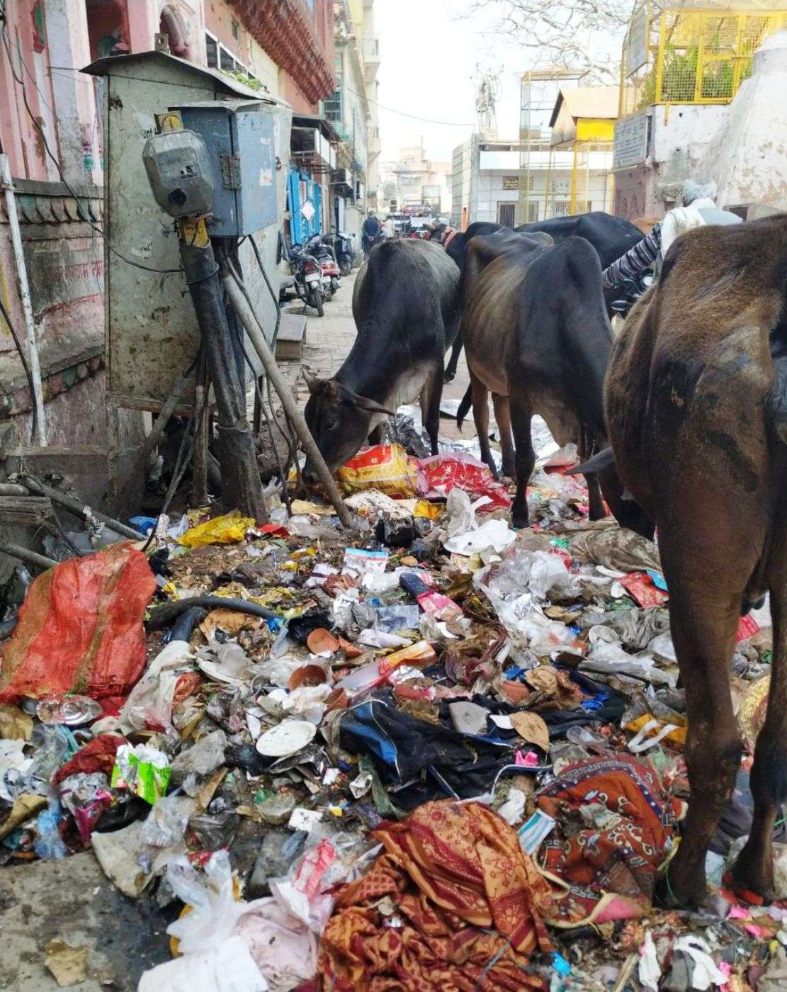 cow