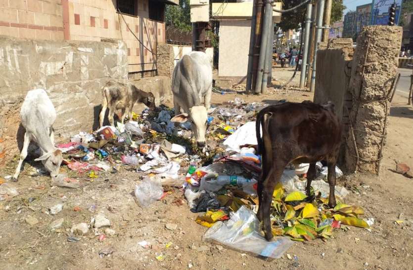 cow गोपाष्टमी विशेष: कान्हा की नगरी में बदहाल गाय, डस्टबिन में खोज रहीं चारा